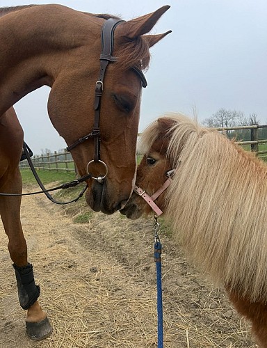 Photo 6 Centre équestre Domaine de Capucine