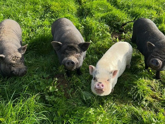 Photo-7-Ferme-pedagogique-Domaine-de-Capucine