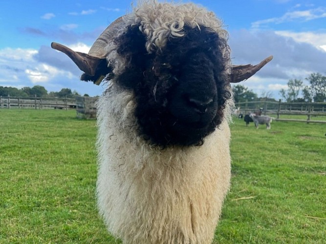 Ferme-pedagogique-Domaine-de-Capucine