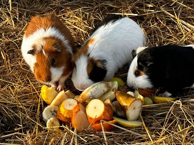 Photo-5-Ferme-peedagogique-Domaine-de-Capucine