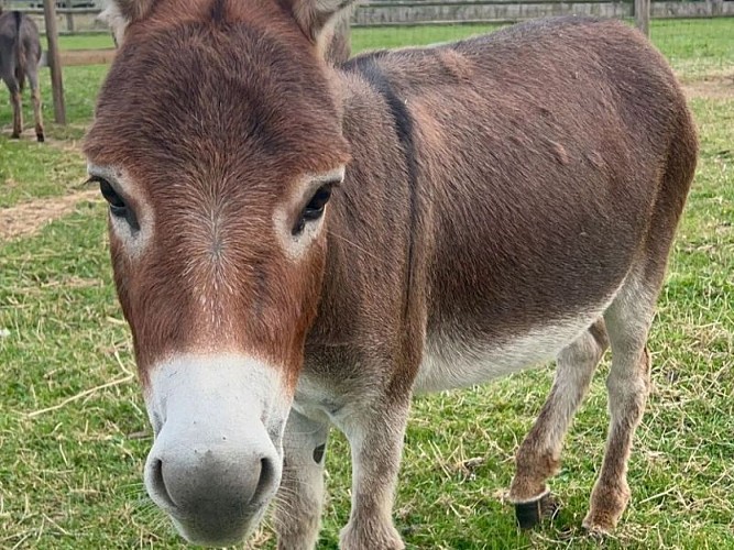 Photo-6-Ferme-pedagogique-Domaine-de-Capucine
