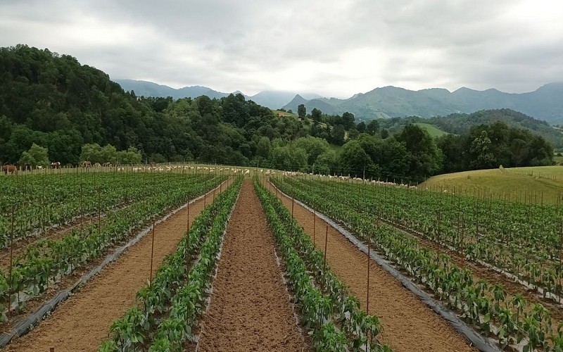 Evènements culturels - Visite d'une ferme familiale de piment d ...