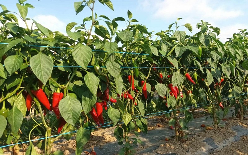 Evènements culturels - Visite d'une ferme familiale de piment d ...