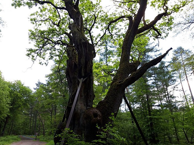 Chêne des Sorcières