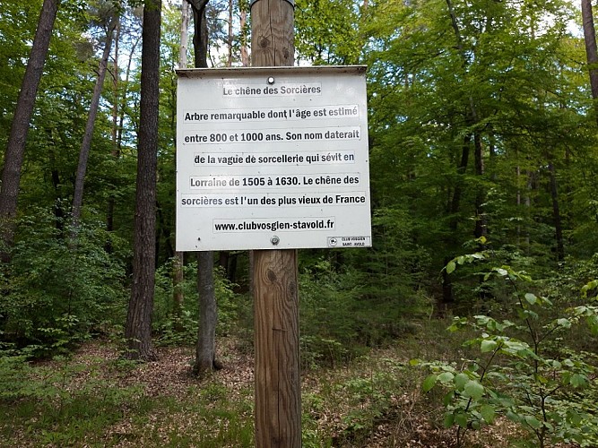 Chêne des Sorcières