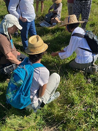 Observation des plantes