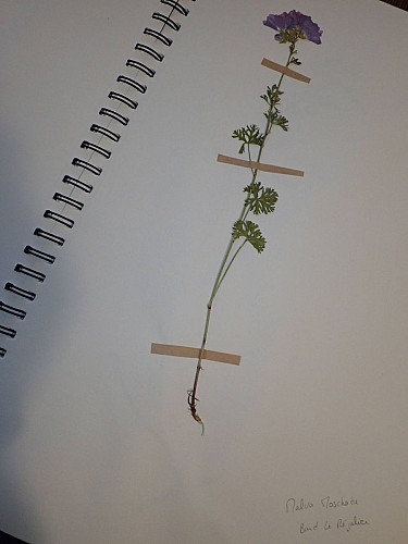 Herbier en cours de réalisation