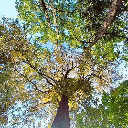 Forêt de Fausses-Reposes