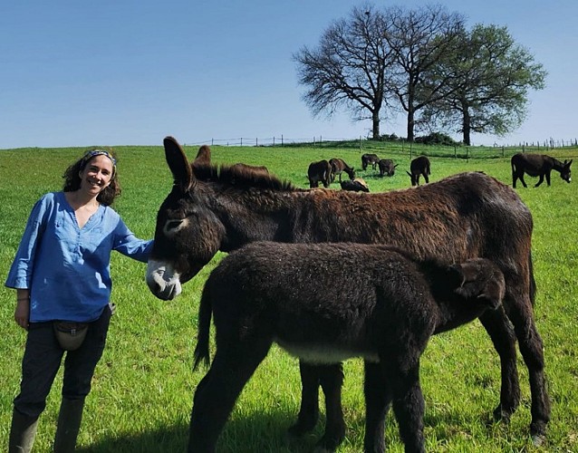 Des vignes et des ânes 1