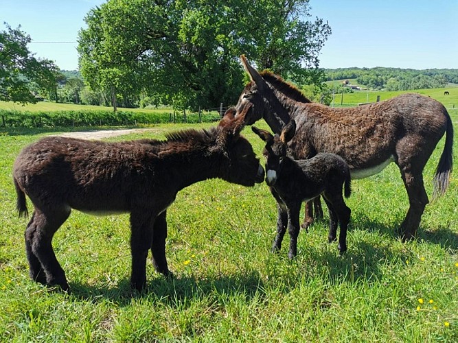 Des vignes et des ânes 3