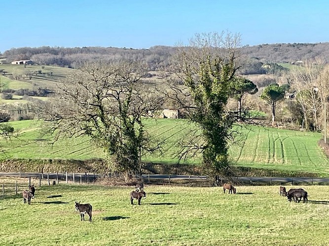 Des vignes et des ânes - ferme