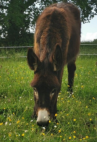 Des vignes et des ânes - Millie