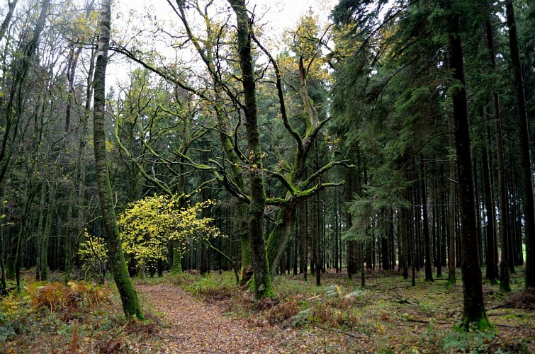 Vieux chêne dans la forêt de Maubeuge