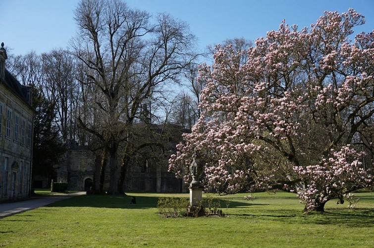 Magnolia de Trois Fontaines