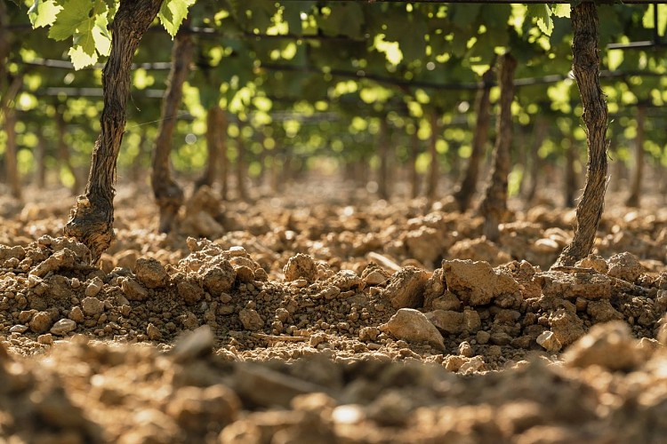 Percorsi naturalistici didattici allo Château Pas du Cerf