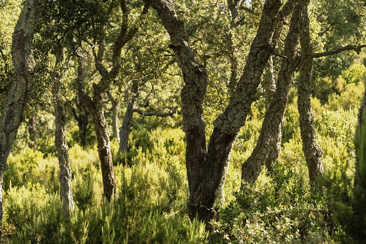 Percorsi naturalistici didattici allo Château Pas du Cerf
