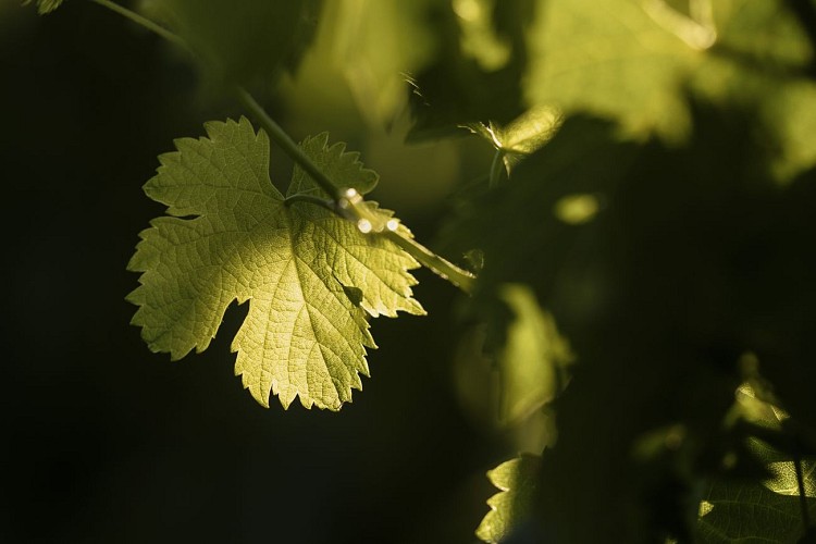 Percorsi naturalistici didattici allo Château Pas du Cerf