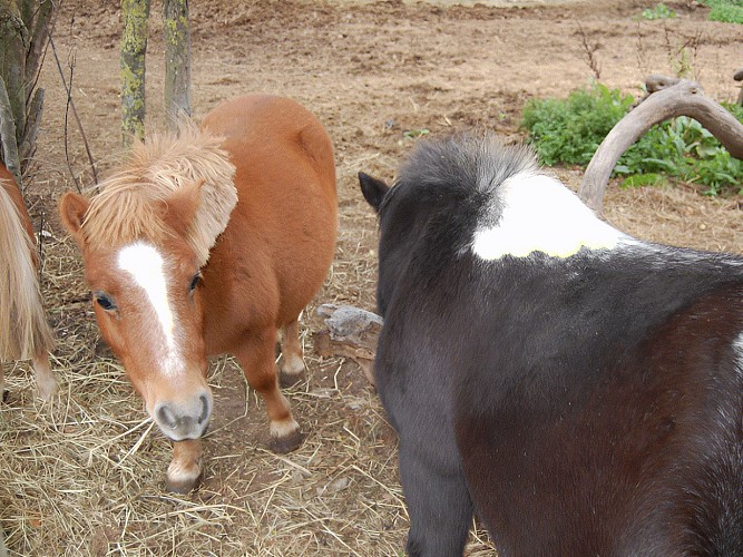poneys-de-kathy-epaney-calvados-normandie (2)