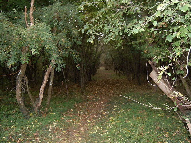 poneys-de-kathy-epaney-calvados-normandie (7)