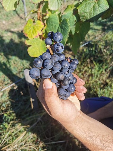 La Grange de Caubon - grappe