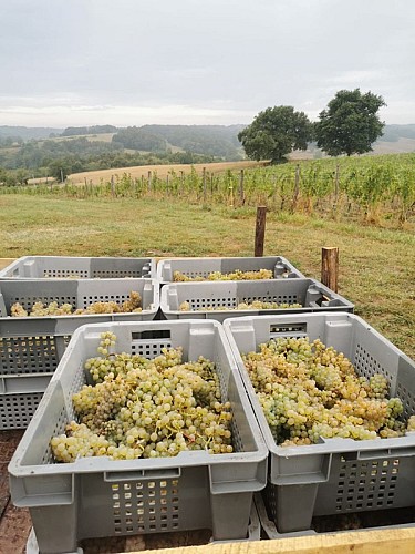 La Grange de Caubon - vendanges 2024
