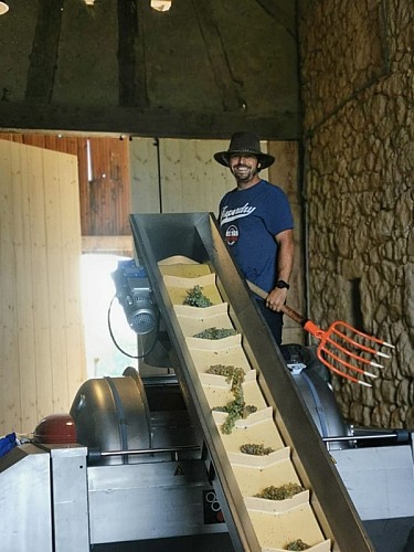 La Grange de Caubon - vendanges