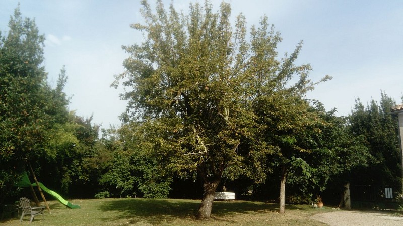 2- Vue sur le jardin ouest