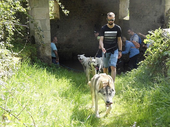 Cani-randonnée à Cherveux