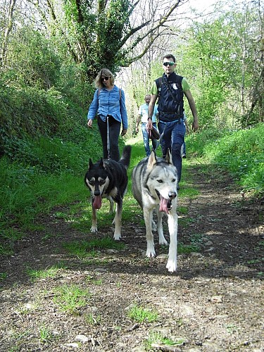 Cani-randonnée à Cherveux