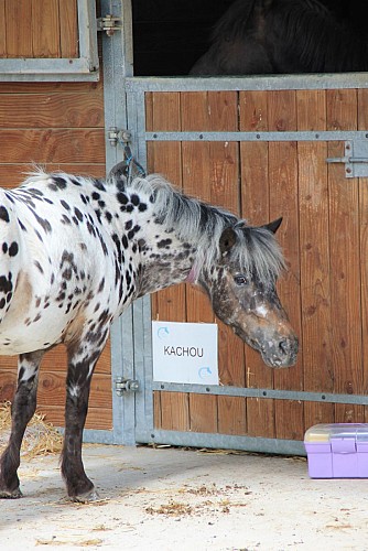 Le Cavaletti Nivernais