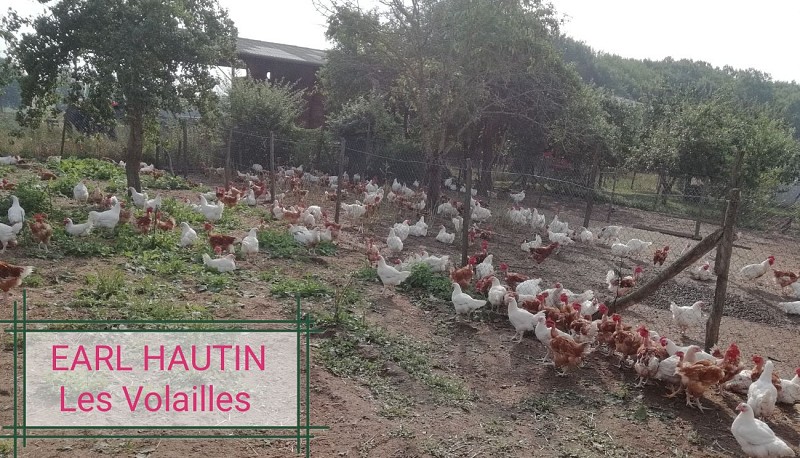 Beaulieu sur Loire -EARL HAUTIN - poulets