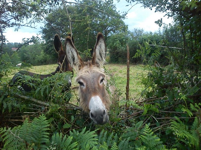 L'Asinerie de la Vioune