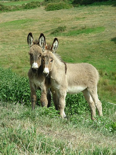 L'Asinerie de la Vioune