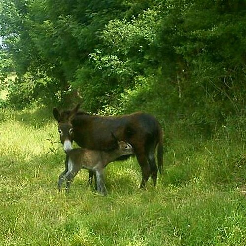 L'Asinerie de la Vioune