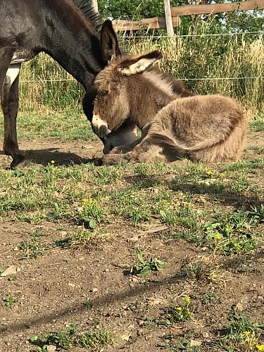 L'Asinerie de la Vioune