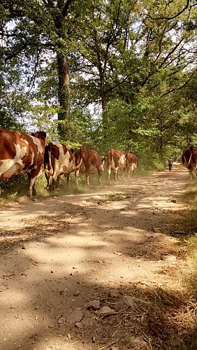 Glaces Alliait - GAEC La Laitière