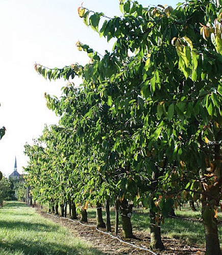 Georges Delbard Pépinières et Roseraies