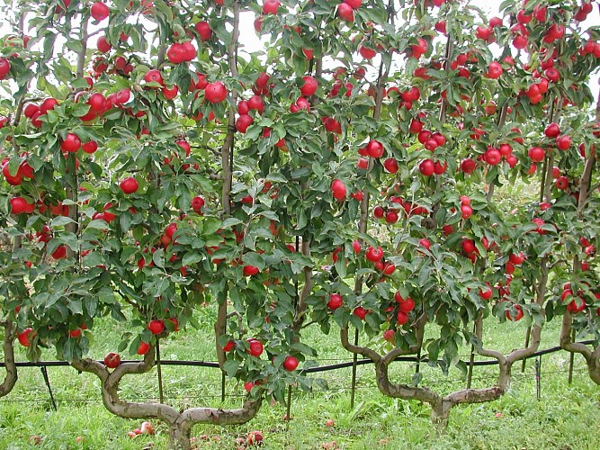 Georges Delbard Pépinières et Roseraies