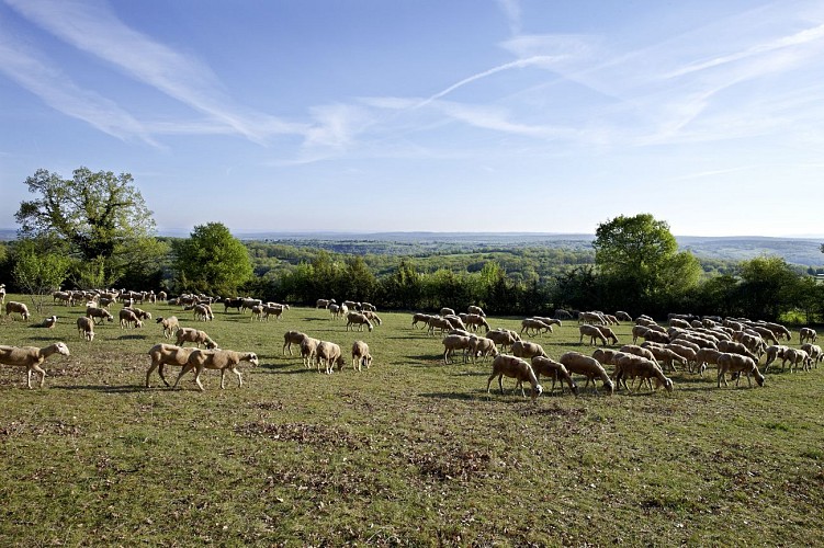 Les pelouses sèches