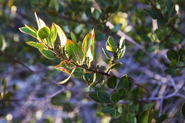 Une ambiance méditerranéenne