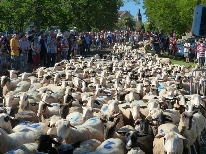Transhumance 1/2