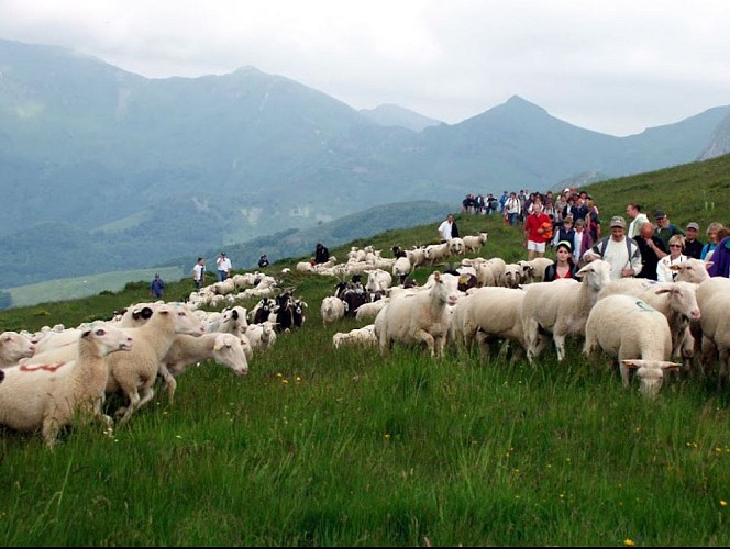 Transhumance 2/2