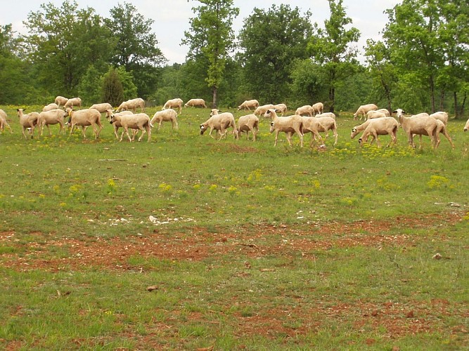 Les pelouses sèches