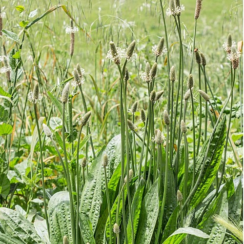 SORTIE NATURE - MILLEFEUILLES