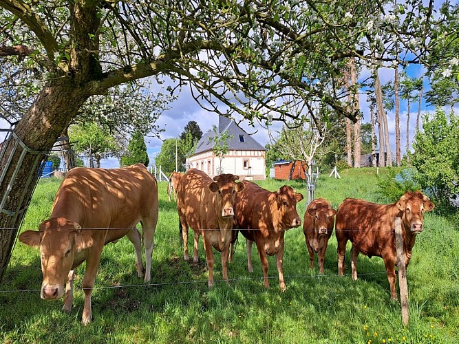 Gite L'Abel maison de MADAM Paris Extérieur Vaches