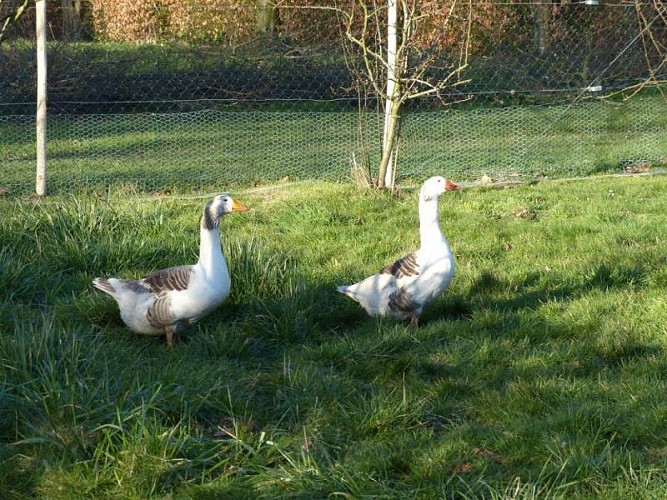Le Jardin du Colombier