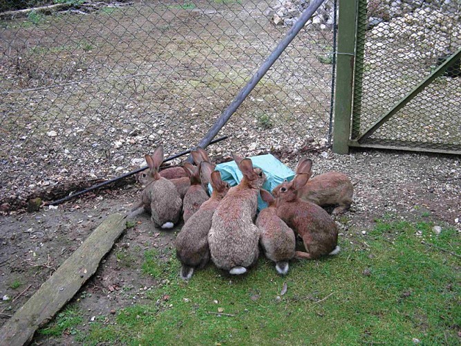 Le Jardin du Colombier