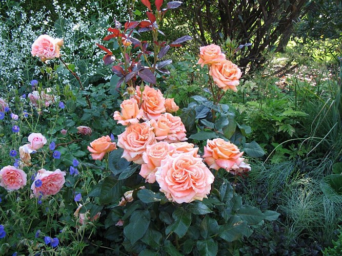 Le Jardin du Colombier