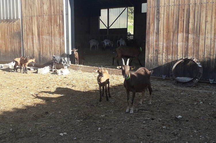 Chèvres du Rocher d'Ongles