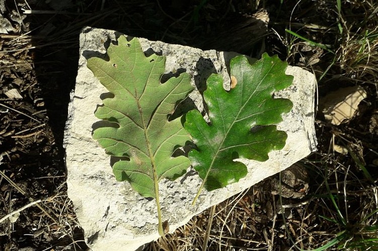 Feuilles de chêne pubescent